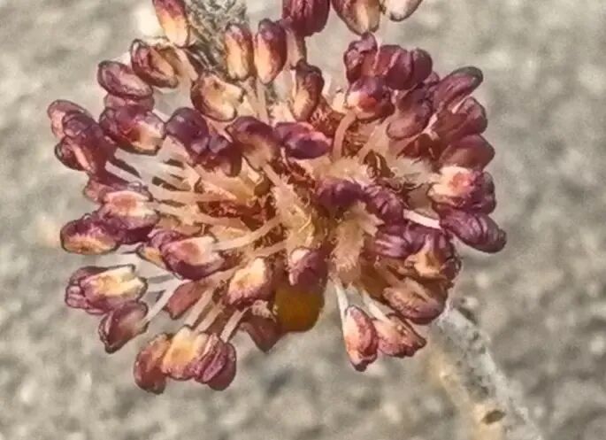 枝头“隐形花”藏早春惊喜，冰城榆树花悄然绽放！