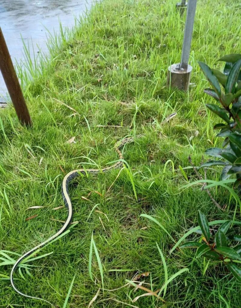 吓人！绍兴一厂房内惊现一条蛇