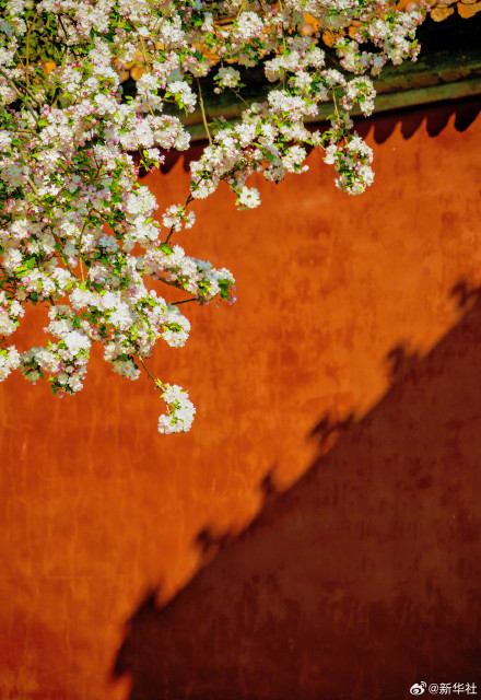 故宫春花图张张可当壁纸