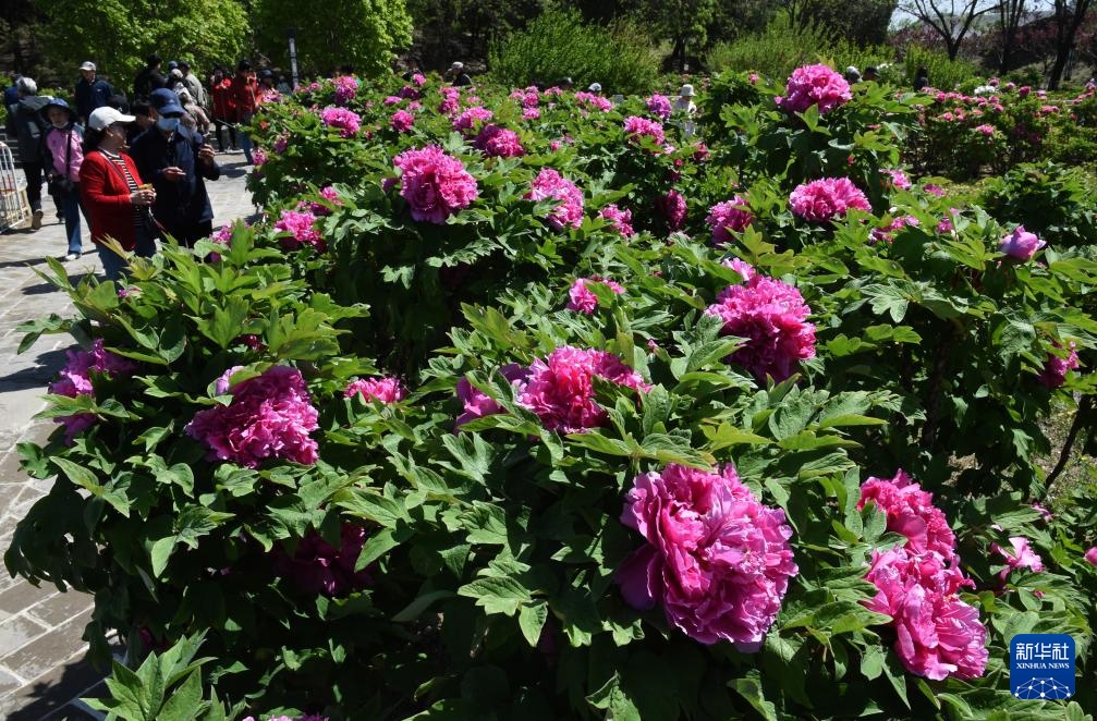 北京圆明园：谷雨赏牡丹