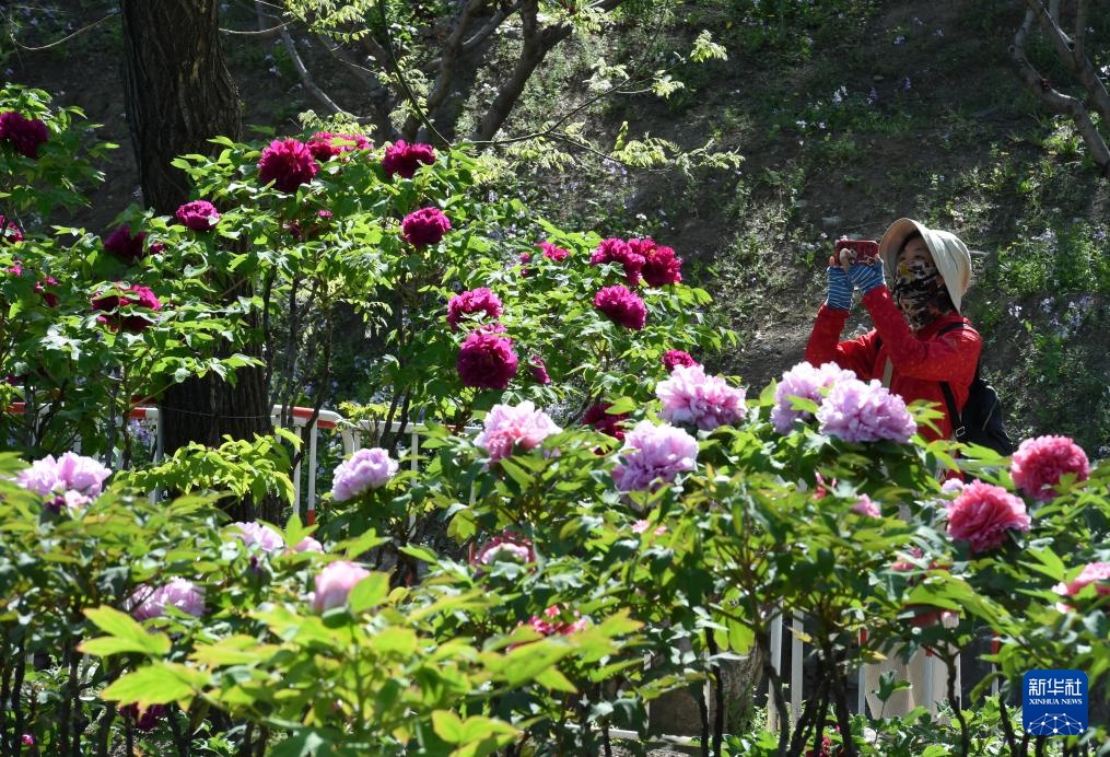 北京圆明园：谷雨赏牡丹