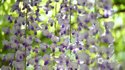 紫色梦幻！ 北京玉渊潭紫藤如帘醉春风