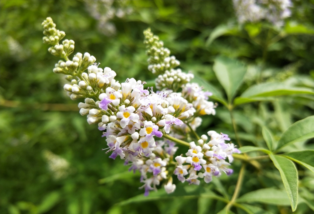 一朵花有大用！吃后肝血足了，眼睛也水润了！