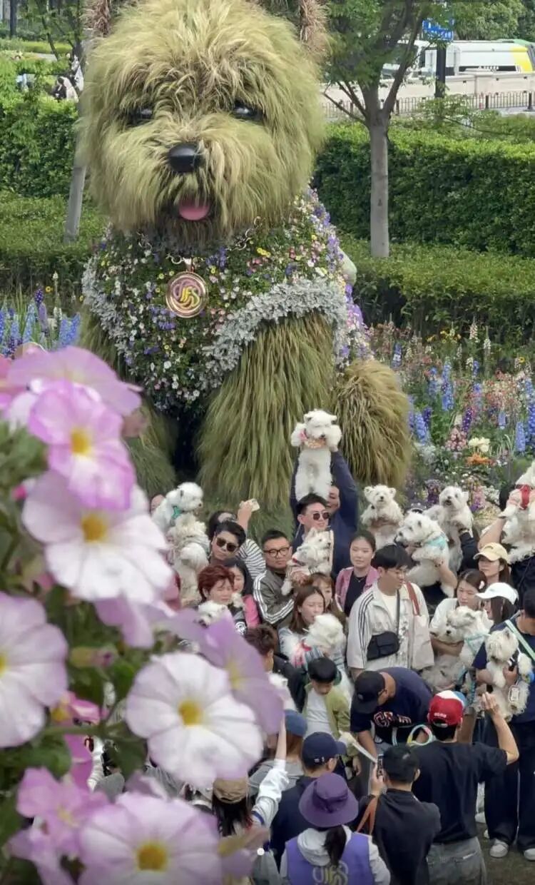 “半个上海的人都出动了”！1只西高地引爆史诗级大客流，101只西高地组团来看网红前辈