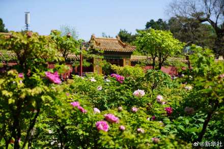 转存！景山公园牡丹绽放古韵拉满