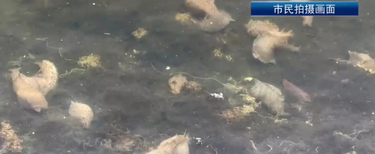 厦门筼筜湖惊现大量“奇特生物”？成群结队出现！专家解答：是黑斑海兔