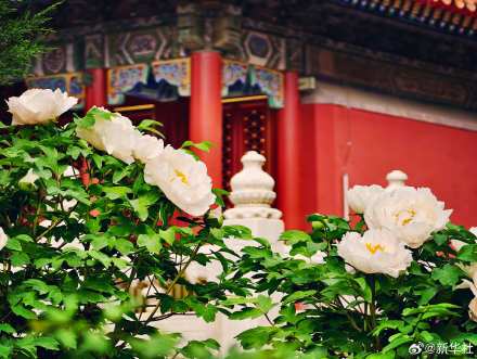 转存！景山公园牡丹绽放古韵拉满