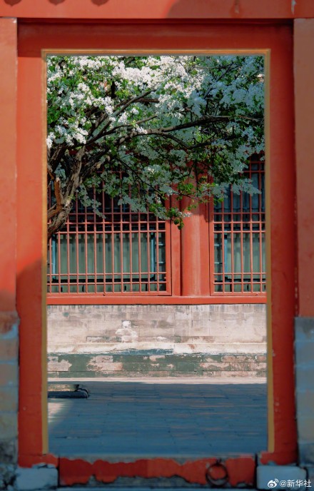 故宫春花图张张可当壁纸