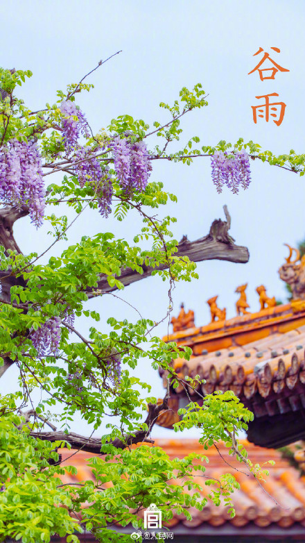 故宫谷雨壁纸意境感拉满