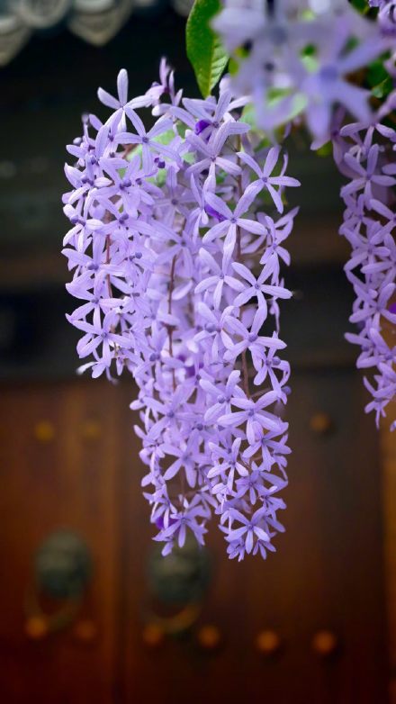 春日限定“紫色瀑布”！汕头蓝花藤盛放美出圈