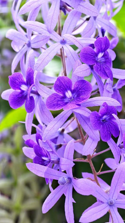 春日限定“紫色瀑布”！汕头蓝花藤盛放美出圈