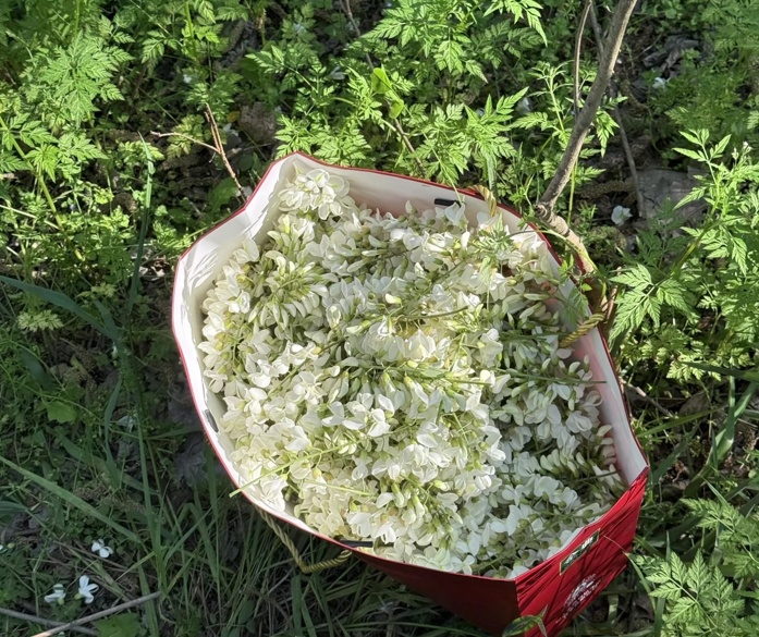 提醒！这类人慎吃槐花