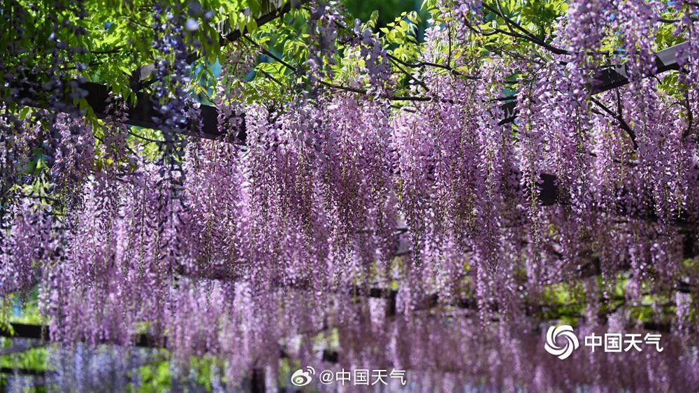 紫色梦幻！北京玉渊潭紫藤如帘醉春风