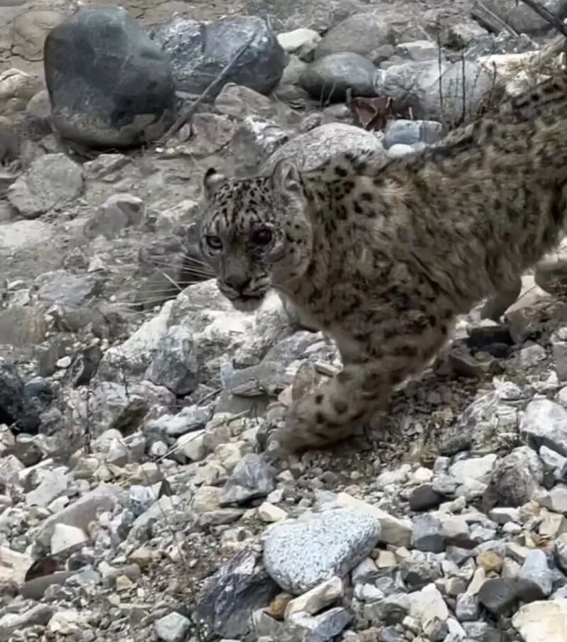 自驾游客四川甘孜路边发现受伤雪豹，当地林草部门：已投喂食物，生命体征平稳