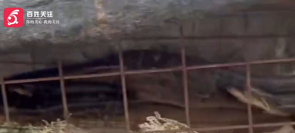 2米蟒蛇闯入1米高鸡笼内，吞食1只，咬死1只，剩余5只鸡挤在角落....