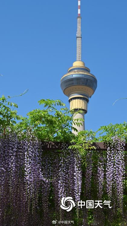 紫色梦幻！北京玉渊潭紫藤如帘醉春风