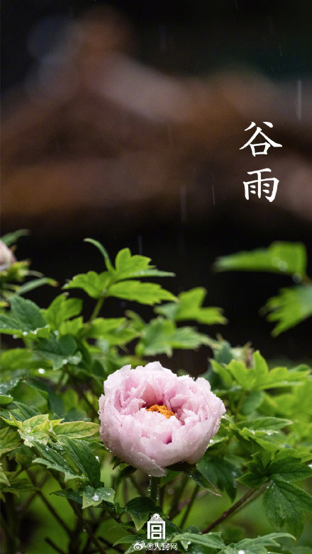 故宫谷雨壁纸意境感拉满