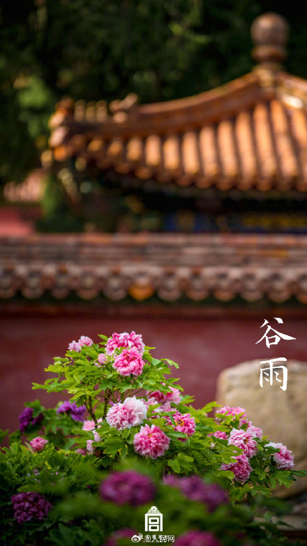 故宫谷雨壁纸意境感拉满