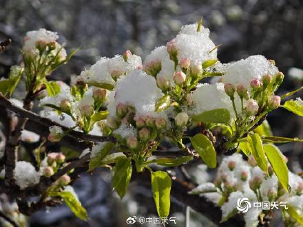 山顶覆白！辽宁本溪四月桃花雪冬春同框