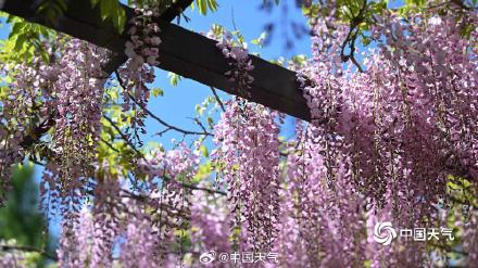 紫色梦幻！ 北京玉渊潭紫藤如帘醉春风
