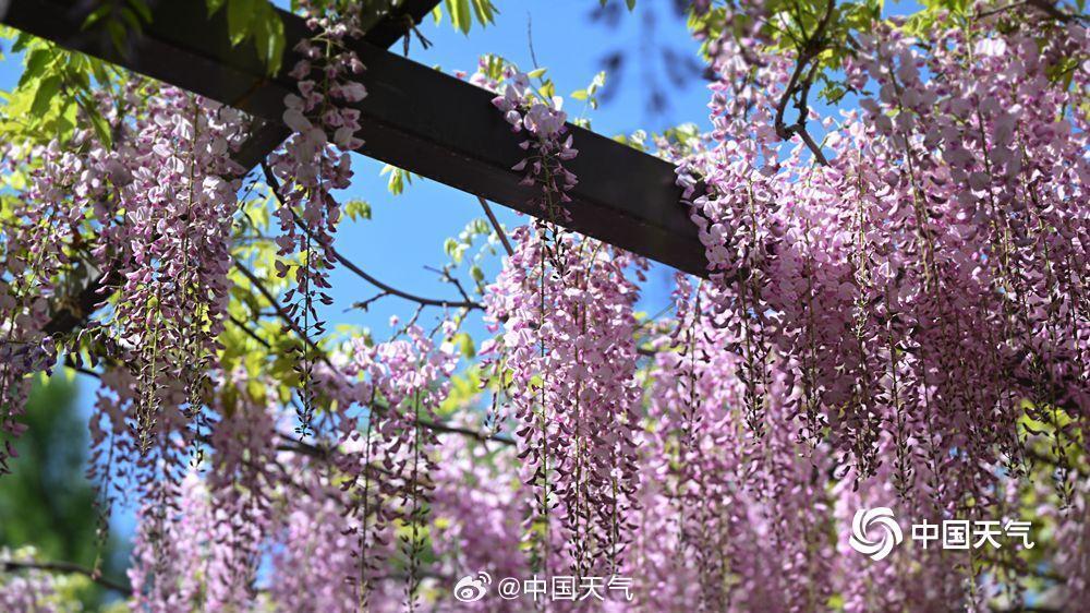 紫色梦幻！北京玉渊潭紫藤如帘醉春风