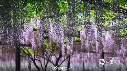 紫色梦幻！ 北京玉渊潭紫藤如帘醉春风