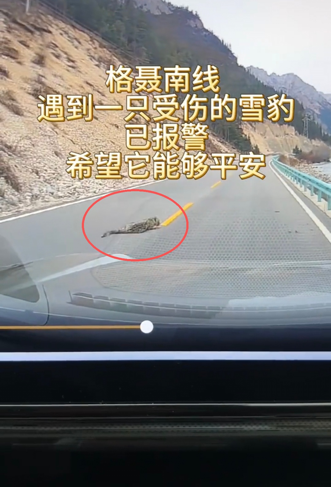 自驾游客四川甘孜路边发现受伤雪豹，当地林草部门：已投喂食物，生命体征平稳