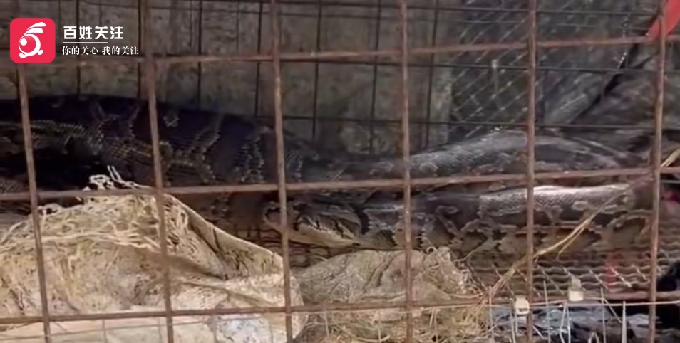 2米蟒蛇闯入1米高鸡笼内，吞食1只，咬死1只，剩余5只鸡挤在角落....