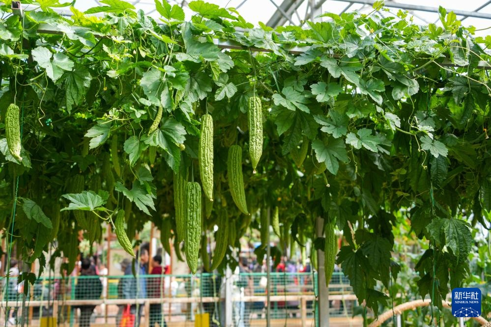 第二十七届中国（寿光）国际蔬菜科技博览会开幕