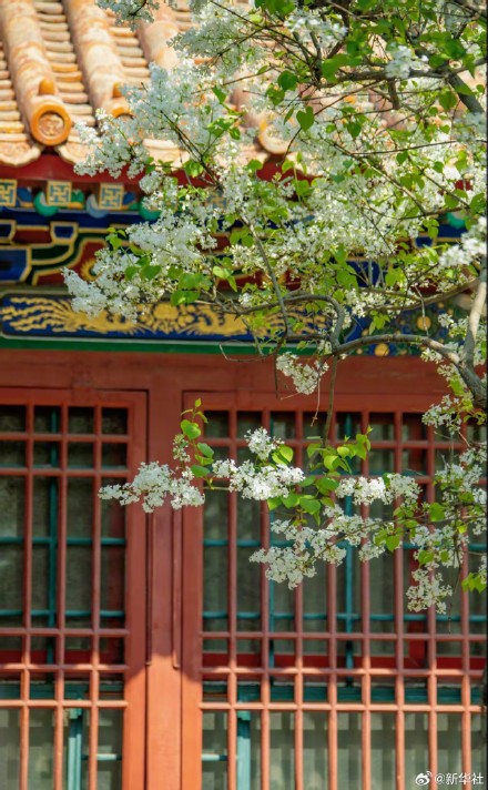 故宫春花图张张可当壁纸