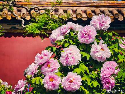 转存！景山公园牡丹绽放古韵拉满