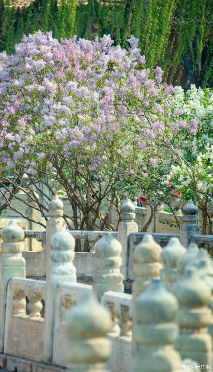 故宫春花图张张可当壁纸