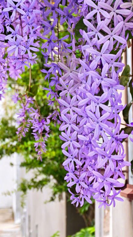 春日限定“紫色瀑布”！汕头蓝花藤盛放美出圈