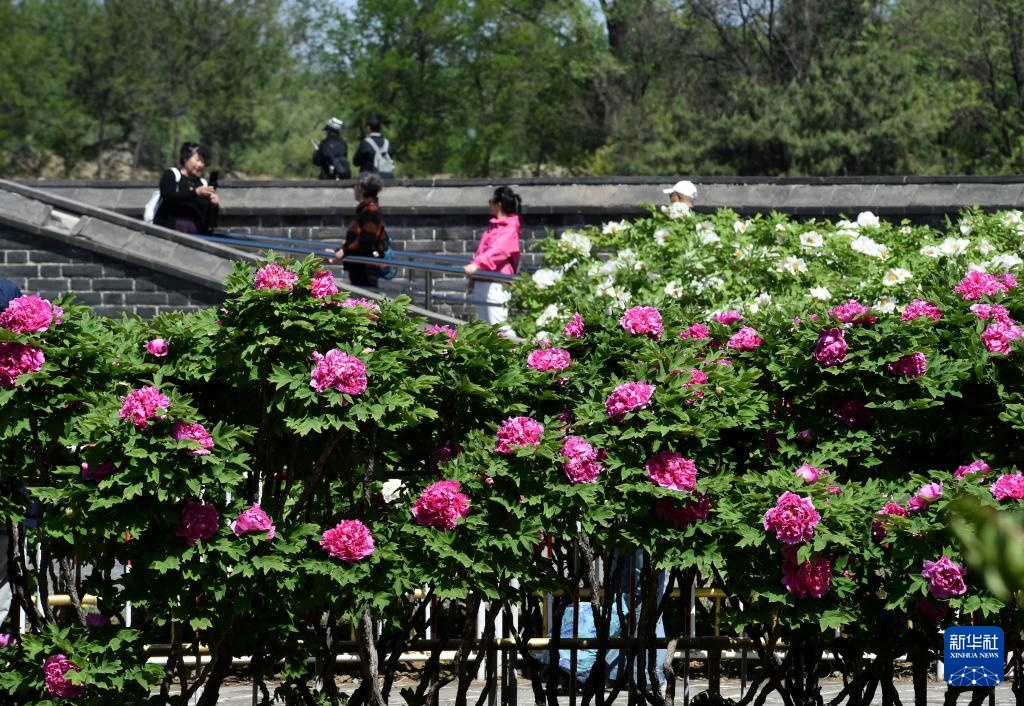 北京圆明园：谷雨赏牡丹