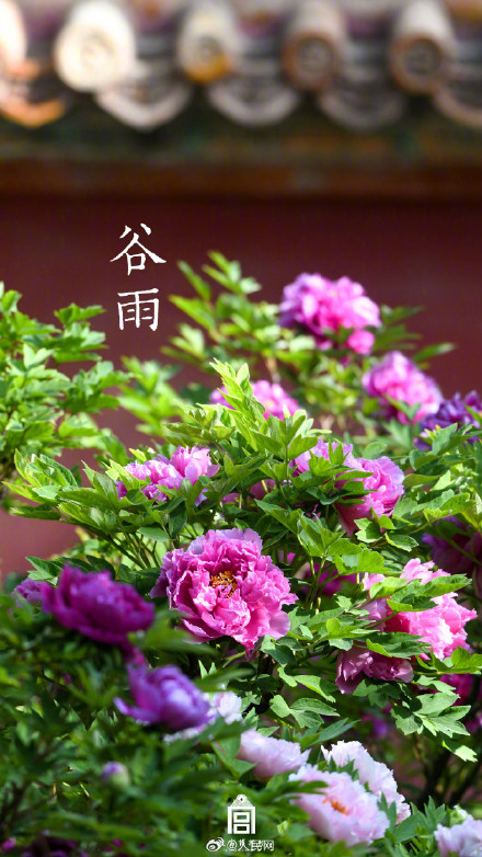 故宫谷雨壁纸意境感拉满