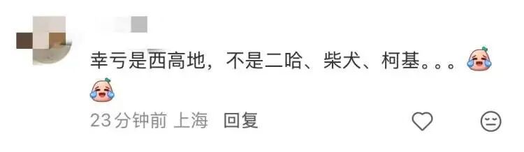 “半个上海的人都出动了”！1只西高地引爆史诗级大客流，101只西高地组团来看网红前辈