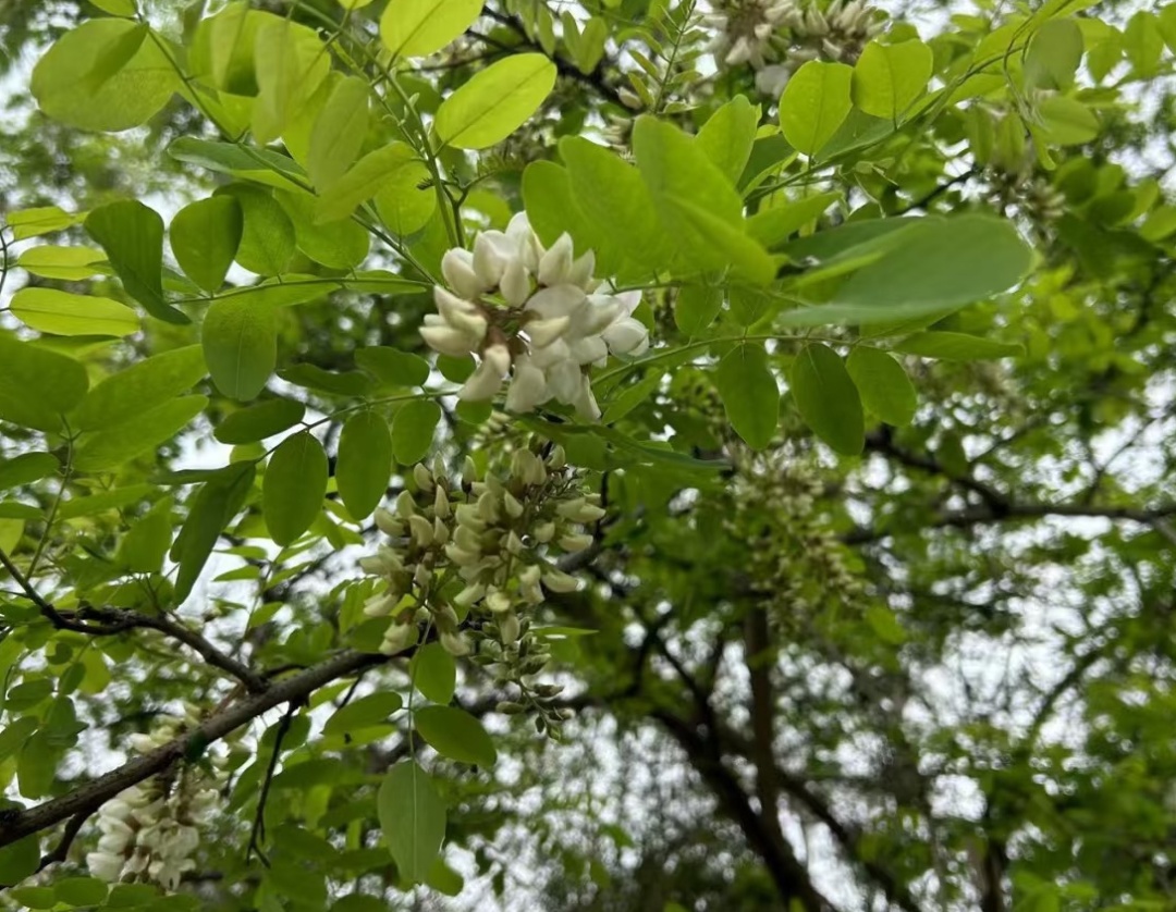 提醒！这类人慎吃槐花