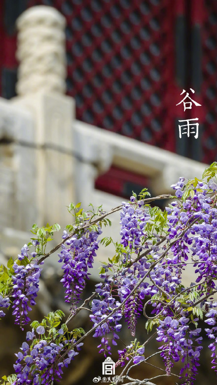 故宫谷雨壁纸意境感拉满
