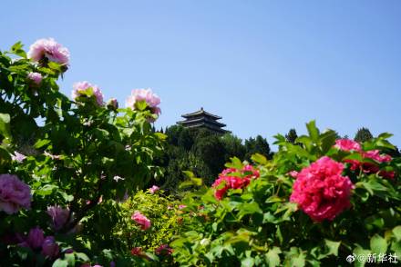 转存！景山公园牡丹绽放古韵拉满