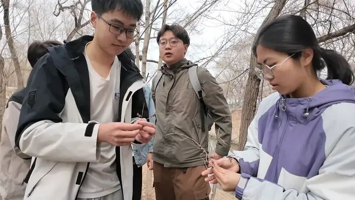 枝头“隐形花”藏早春惊喜，冰城榆树花悄然绽放！