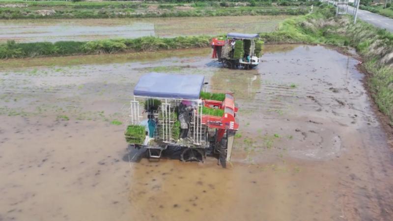 江西南昌：早稻播栽过九成 科技赋能保生产