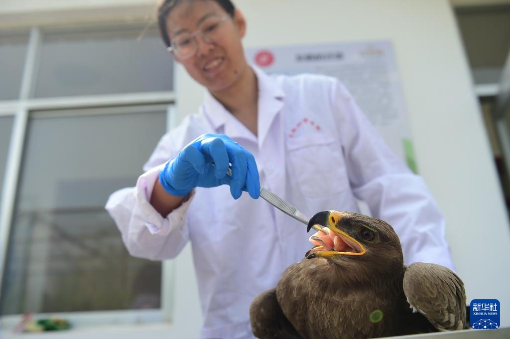 救治伤病鸟类 护航迁徙通道