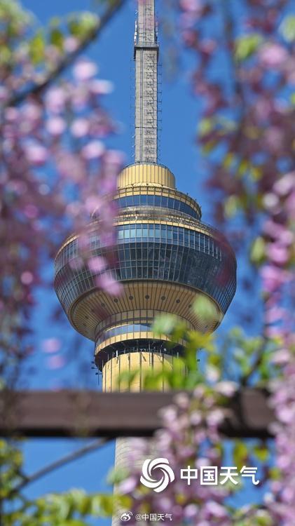 紫色梦幻！ 北京玉渊潭紫藤如帘醉春风