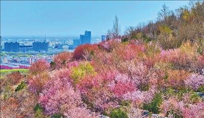 昔日废石堆成山 &nbsp;今朝野山桃灿烂（美丽中国·跟着花期看生态改善）