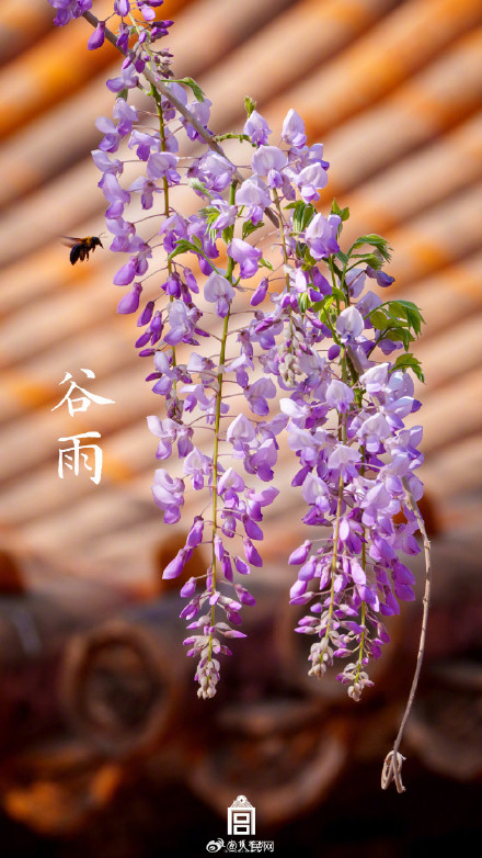 故宫谷雨壁纸意境感拉满