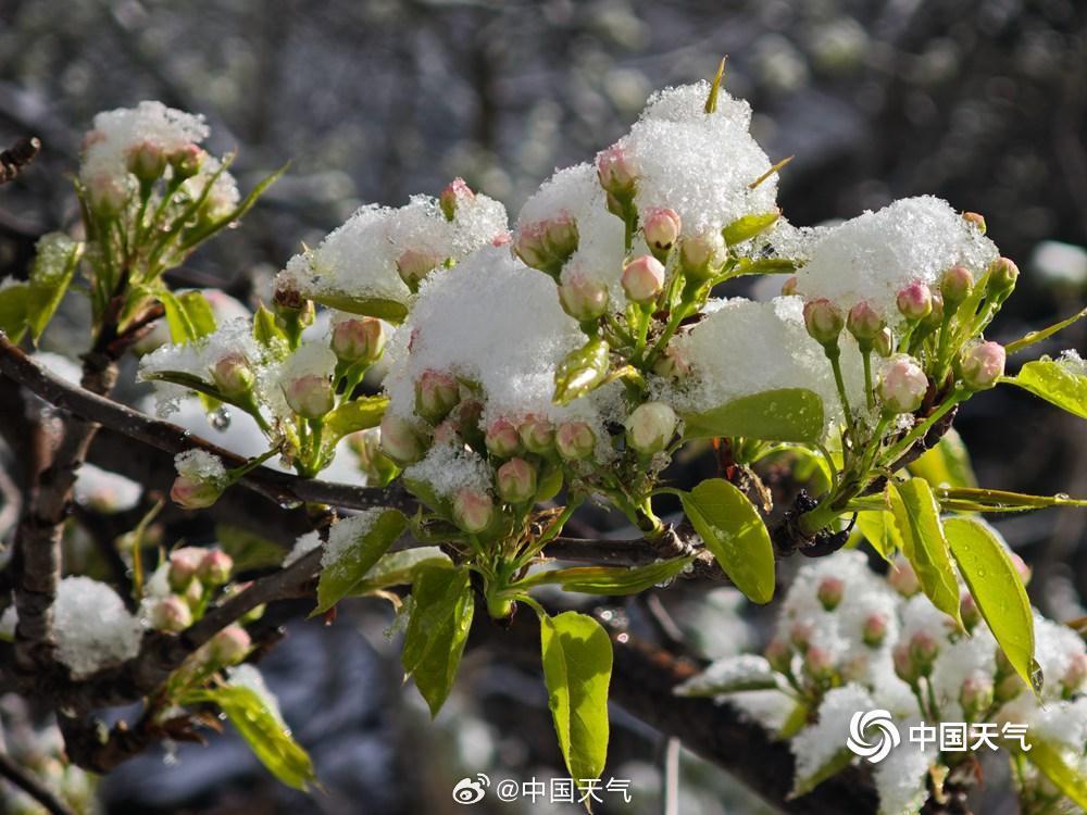 山顶覆白！辽宁本溪四月桃花雪冬春同框