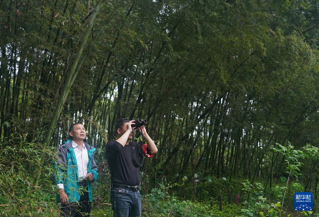 鄱阳湖畔苍鹭村：28年守护 人鸟共家园