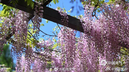 北京玉渊潭紫藤如帘醉春风