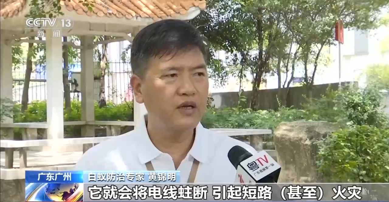 白蚁分飞期提前20多天 千万别乱喷药、乱拆家具