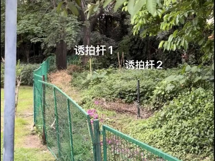 铁丝、死蛙、放狗吓鸟，网友称广州多个公园出现“诱拍装置”，园方回应